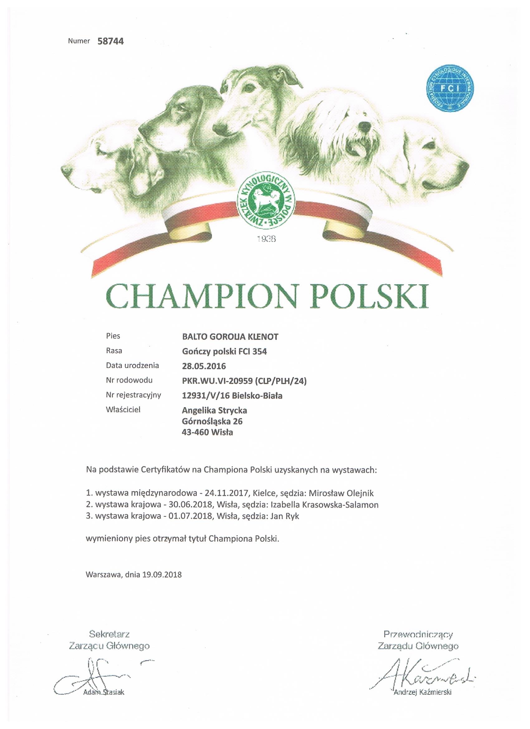 Champion Polski Balto Gorolia Klenot z adresem