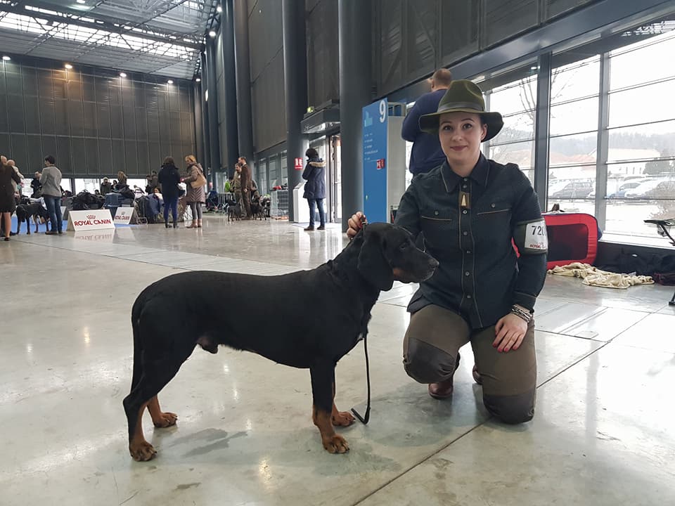 DUO CACIB Brno 04.02.2018 Kniaź Leśny Amok- klasa championów, lokata 1, ocena doskonała, CAC, CACIB, BOS!!!